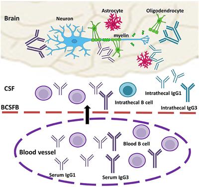 The Role of Antibodies in the Pathogenesis of Multiple Sclerosis